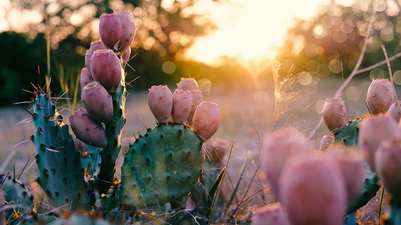 Prickly Pear Face Oil