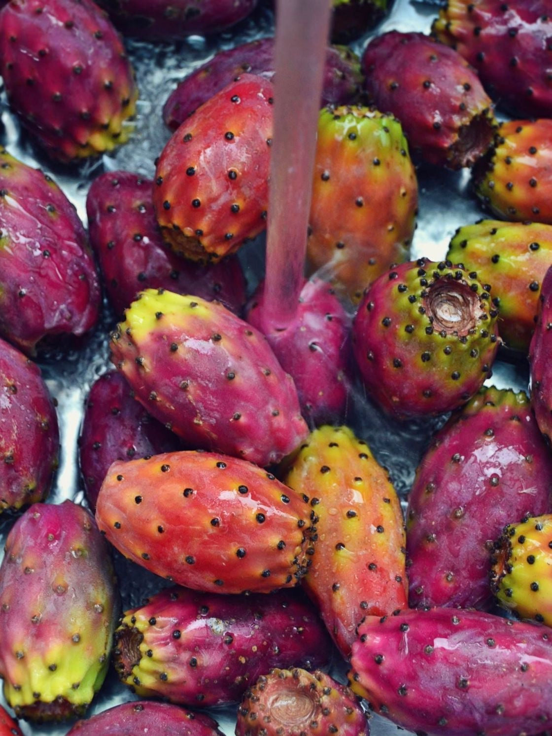 Prickly Pear Face Oil