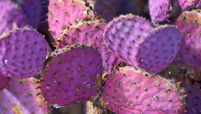 Prickly Pear Face Oil